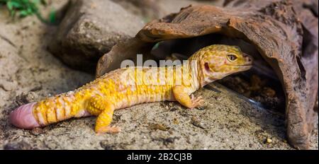 Bel ritratto di un gecko leopardo, Famosa specie tropicale di rettile dall'Asia Foto Stock