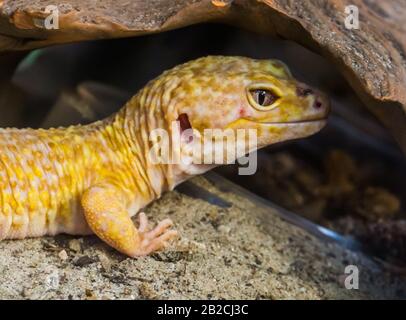 Gecko leopardo con la sua faccia in primo piano, Popolare specie tropicale di rettile dall'Asia Foto Stock