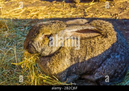 Coniglio europeo che mangia fieno nel closeup, alimentazione animale, bunny specie addomesticato popolare Foto Stock