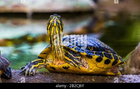 Divertente tartaruga cumberland Slider con il suo volto in primo piano, tropicale rettile specie dall'America Foto Stock