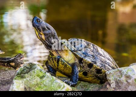 Tartaruga gialla con cursore cumberland con la sua faccia e la parte superiore del corpo in primo piano, specie tropicale rettile dall'America Foto Stock