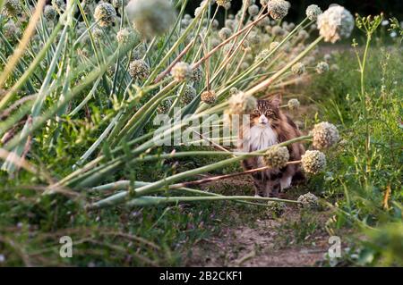 bella foresta norvegese gatto camminare amonf grande cipolla fiori bianchi. Cat sul concetto selvaggio di felicità Foto Stock