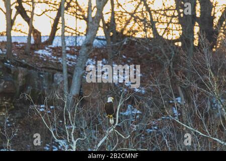 American Bald Eagle siede in un albero in attesa del suo prossimo pasto Foto Stock