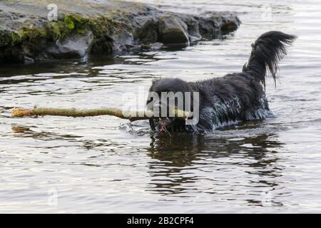 Un ramo di legno di cane nero di medie dimensioni in bocca proveniente dall'acqua in un lago d'acqua dolce in un inverno grigio giorno di gennaio. Foto Stock