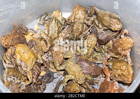 Molti comuni chiodi (Bufo bufo) in un secchio. Questi sono stati prelevati da una strada durante una pattuglia di attraversamento del toad e spostati in sicurezza vicino al loro stagno di allevamento. Foto Stock