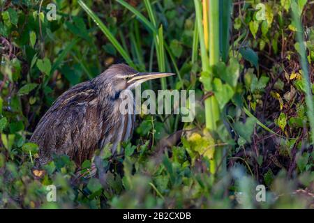 Americano Bittern (Botaurus lentiginosus) che stalking la sua preda nella Viera Ritch Grissom Memorial Wetlands, Florida. Foto Stock