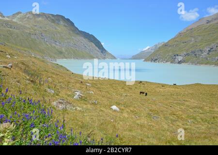 Grande Dixence Dam nel sud della Svizzera con il Dix Lago, alimentati da oltre 100km di gallerie d'acqua, fornendo energia pulita a Swizerland. Herens vacche un Foto Stock