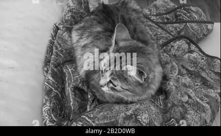 Gatto a pelo lungo in interni, razza siberiana Foto Stock