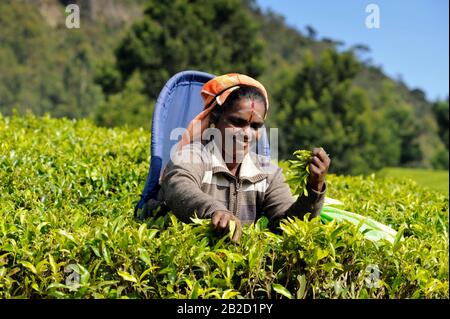 Sri Lanka, Nuwara Eliya, piantagione di tè, tamil donna plucking tè foglie Foto Stock