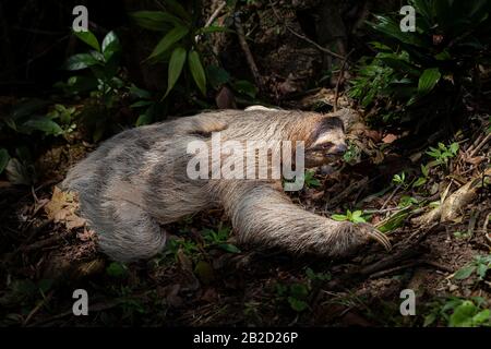 Bruna-throtated tre-toed sloth giovane uno che striscia sul pavimento della foresta Foto Stock