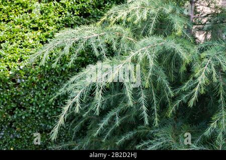 Ramoscelli appesi di giovane cedro Deodar (Cedrus deodara) o cedro himalayano in un parco Foto Stock