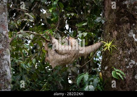 Bruna-throtated tre-toed sloth giovane uno che arrampica un albero Foto Stock