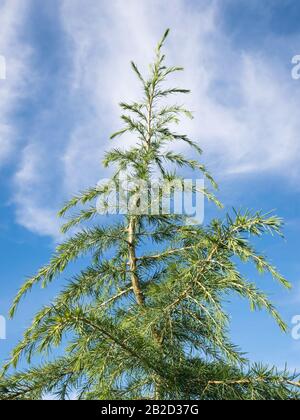 Cima di Deodar Cedar (Cedrus deodara) o cedro himalayano in un giardino urbano Foto Stock