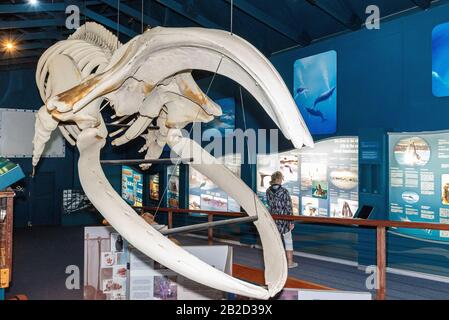 Scheletro di balene a destra sospeso a sud in mostra nella sala esposizioni del Whale House Museum, Hermanus, Sudafrica Foto Stock