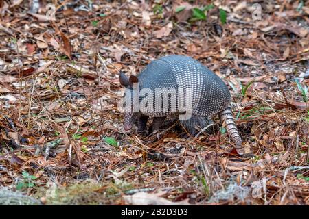 Un armadillo a nove bande (Dasypus novemcinctus) nell'Harris Neck National Wildlife Refuge, Georgia, USA. Foto Stock