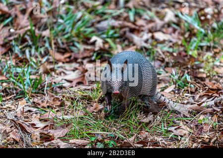 Un armadillo a nove bande (Dasypus novemcinctus) nell'Harris Neck National Wildlife Refuge, Georgia, USA. Foto Stock