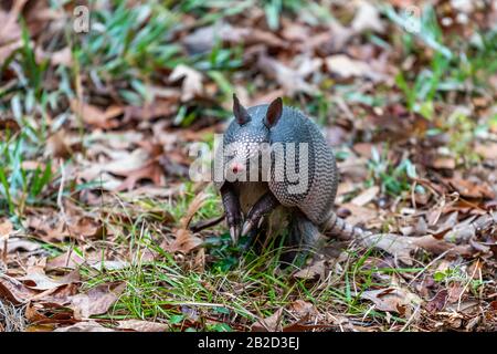 Un armadillo a nove bande (Dasypus novemcinctus) nell'Harris Neck National Wildlife Refuge, Georgia, USA. Foto Stock