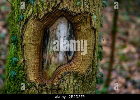 Ha scoperto alcuni vecchi tunnel dalla seconda guerra mondiale nell'alta Svevia dagli agricoltori e dai civili. Foto Stock