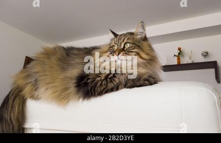 Gatto a pelo lungo in interni, razza siberiana Foto Stock