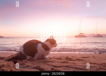Gatto carino seduto sulla spiaggia di sabbia al tramonto. Barche galleggianti acque calme del Mar Egeo. Splendida Isola Di Mykonos, Grecia Foto Stock