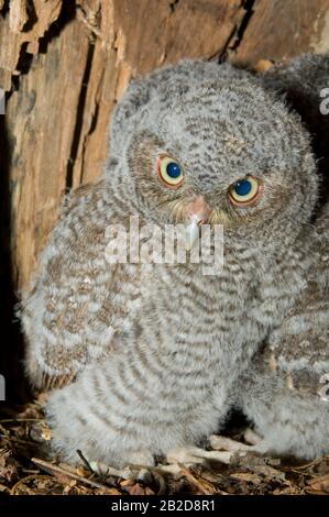 Eastern Screech Owl neonati, owlets (Otus asio) all'interno della cavità dell'albero, Nest, e USA, di Bill Lea/Dembinsky Photo Assoc Foto Stock
