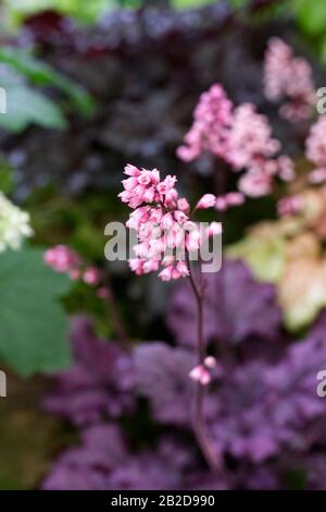 Heuchera 'Forever Purple'. Foto Stock