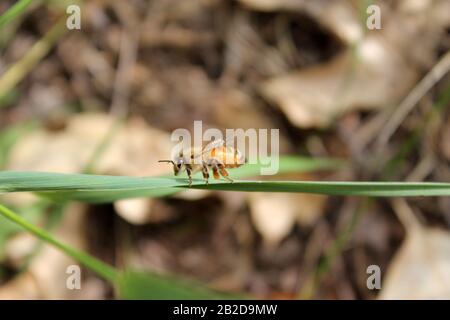 Worker Honey ape appeso su una lama di erba accanto a alveare Foto Stock