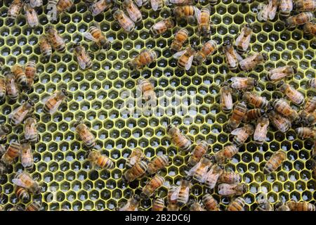 Api di lavoratore su un telaio completo di Nectar Foto Stock