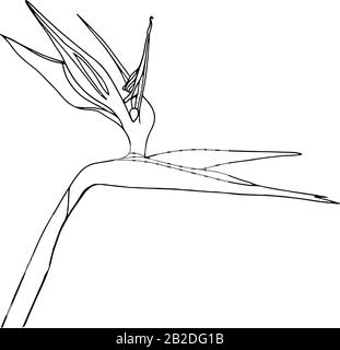 Strelitzia reginae tropicale sud africa fiore isolato su sfondo bianco. Vector stock illustration.Outline tattoo print,logo.bird of Paradise. Illustrazione Vettoriale