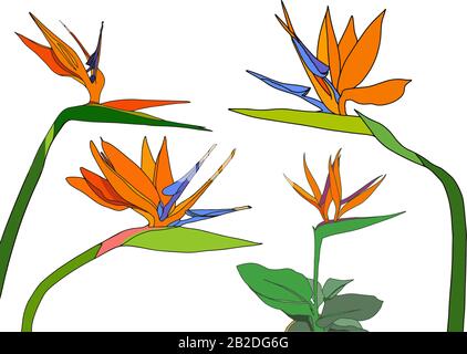 Set strelitzia reginae tropicale sud africa fiori isolato su sfondo bianco. Vettore illustrazione. Uccello del paradiso. Illustrazione Vettoriale