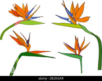 Set strelitzia reginae tropicale sud africa fiori isolato su sfondo bianco. Vettore illustrazione. Uccello del paradiso. Illustrazione Vettoriale
