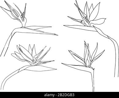 Set Strelitzia reginae tropicale sud africa fiore isolato su sfondo bianco. Vector Illustration.Outline tattoo print,logo.bird of Paradise. Illustrazione Vettoriale