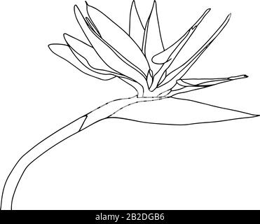 Strelitzia reginae tropicale sud africa fiore isolato su sfondo bianco. Vector stock illustration.Outline tattoo print,logo.bird of Paradise. Illustrazione Vettoriale