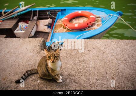 Un gatto di strada residente si affaccia disperatamente verso i commensali in un ristorante lungo il fiume in Agva nel quartiere Sile della provincia di Istanbul, Turchia Foto Stock