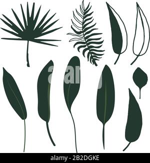 Insieme di foglie tropicali astratte. Elementi di stock isolati con vettori su sfondo bianco. Silhouette fogliame floreale. Design piatto esotico. Illustrazione Vettoriale