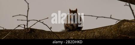 curiosa scoiattolo rosso che siing su albero Foto Stock