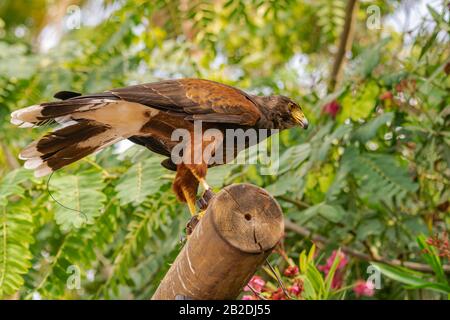 Il falco di Harris (Parabuteo unicinctus), su un tronco di legno, con antenna localizzatore sulla coda Foto Stock