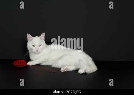 Bellissimo gatto bianco con strana faccia in piedi accanto al cuore rosso valentine su sfondo nero Foto Stock