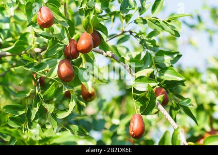 Ramo jujube (lat. Nel jujuba di processo) con frutta matura. Una buona raccolta autunnale Foto Stock