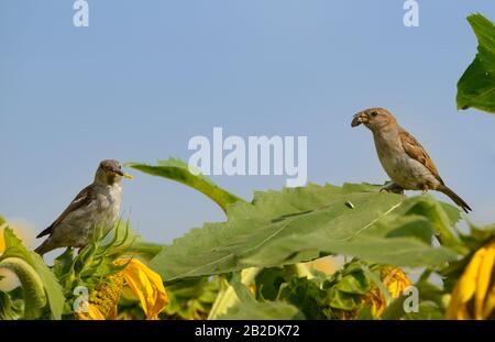 Due piccoli uccelli belli (i passeri della casa) mangiano insetti e semi arroccati sulle foglie di girasole, fissandosi l'uno all'altro, illuminati dai raggi del sole. Foto Stock