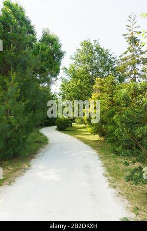 Un sentiero tortuoso in un parco con alberi di conifere e latifoglie. Giorno estivo nuvoloso Foto Stock