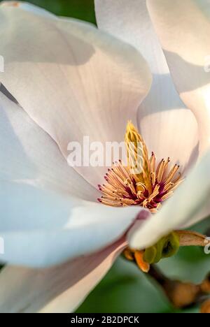 Primo piano di un bianco fiore camelia nel parco del castello di Pillnitz vicino Dresda, Sassonia, Germania Foto Stock