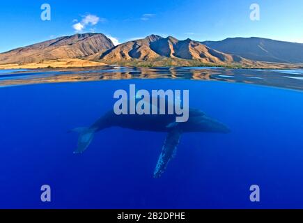 Sopra e sotto vista delle megattere di madre e vitello al largo della costa di Maui, Hawaii. Foto Stock