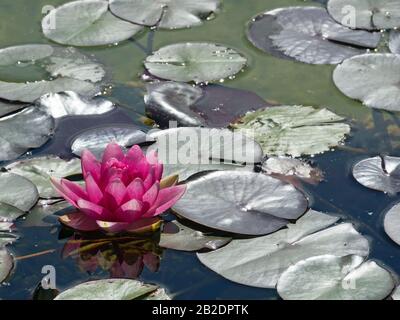 Primo piano del fiore rosso di un giglio d'acqua tra le ninfee Foto Stock