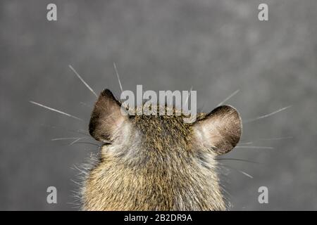 Vista posteriore di un mouse della casa Foto Stock