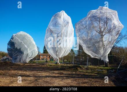 Rete anti-uccello che copre gli alberi, per fermare gli uccelli che nidificano all'interno di un cantiere, a Guildford, Surrey. Foto Stock