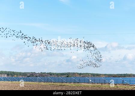 Un grande gregge di uccelli (oche) che volano su un impianto fotovoltaico pannelli solari, che è una moderna e rinnovata fonte di energia elettrica. Alimentazione poli elettrici Foto Stock