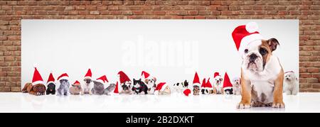 cucciolo di corride inglese che indossa il cappello di babbo natale che conduce una grande squadra di animali nei costumi di natale vicino a un grande tabellone per le billette Foto Stock