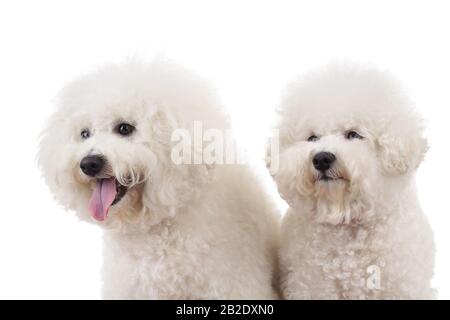 lato di due cute bichon frise cani guardando via su backgroun bianco, closeup immagine Foto Stock