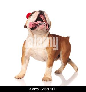 Curioso Bulldog inglese di indossare cuffie antirumore è percorribile a piedi e guardando il qualcosa su sfondo bianco Foto Stock